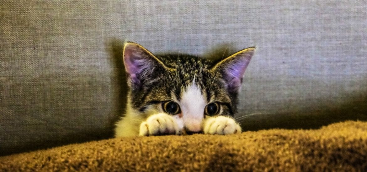 fourth of july cat safety featured