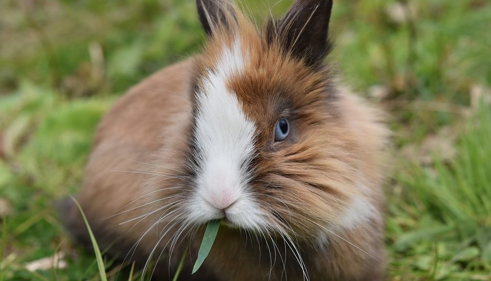 rabbit eating grass