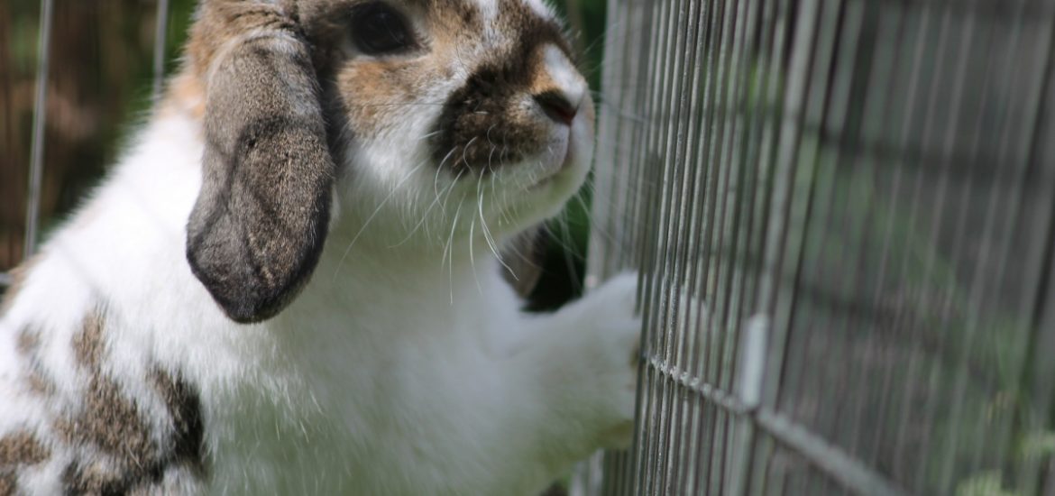 rabbit enclosures featured