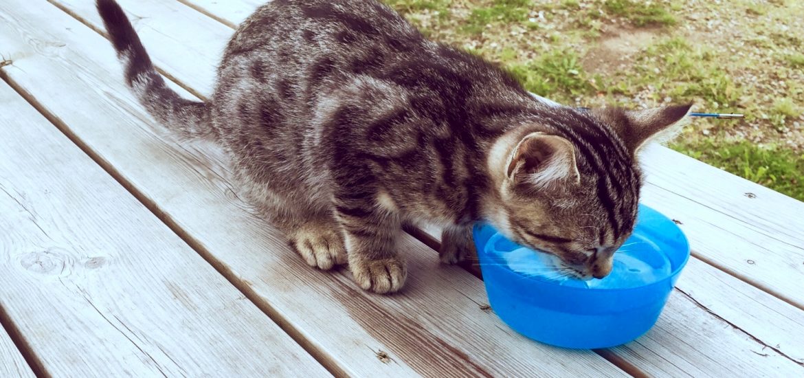 cat drinking water out of water bowl