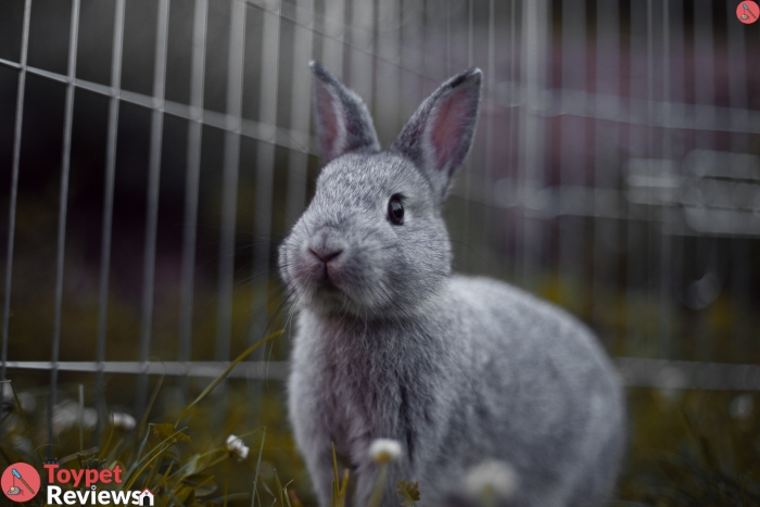 gray rabbit in a cage