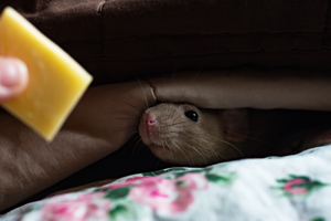 Best Bedding Mice