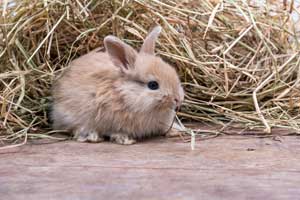 Best Hay for Rabbits