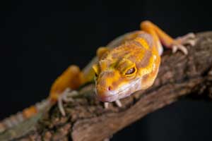 Best Light for Leopard Gecko