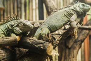 Best Substrate for Iguanas