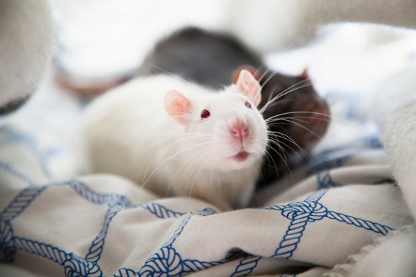 best bedding rats