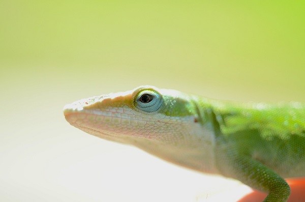 best food for green anole
