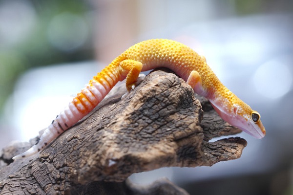 Best Food for Leopard Gecko Reviewed