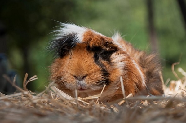 best guinea pig bedding