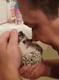 person cuddling hedgehog gif 