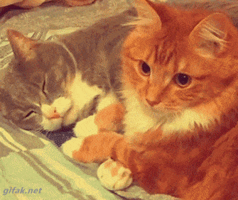 two cats embracing gif