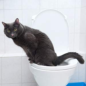 Cat using the toilet