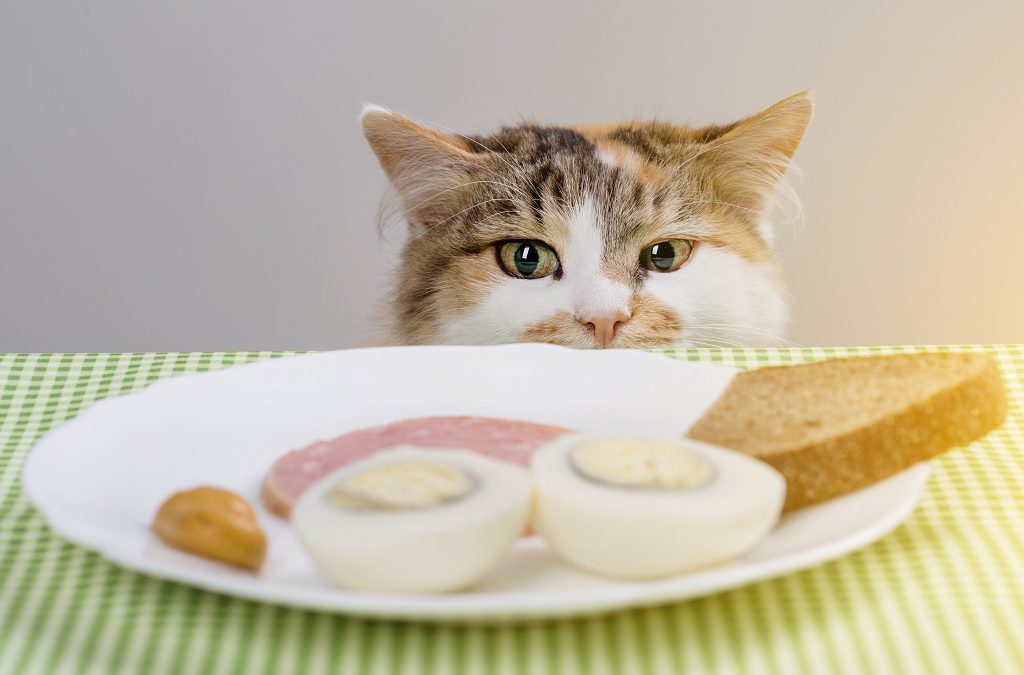Hungry cat about to steal sausage from the table