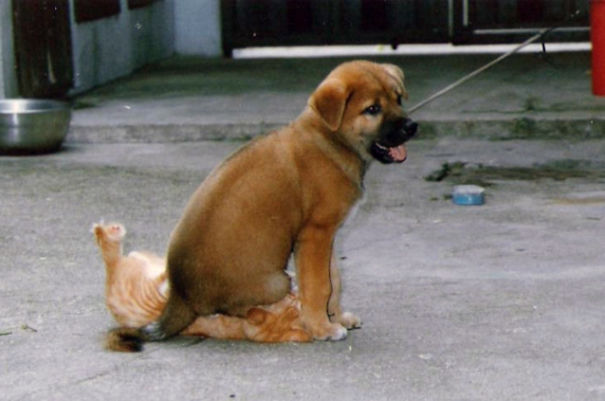 Pupper sitting on the family cat