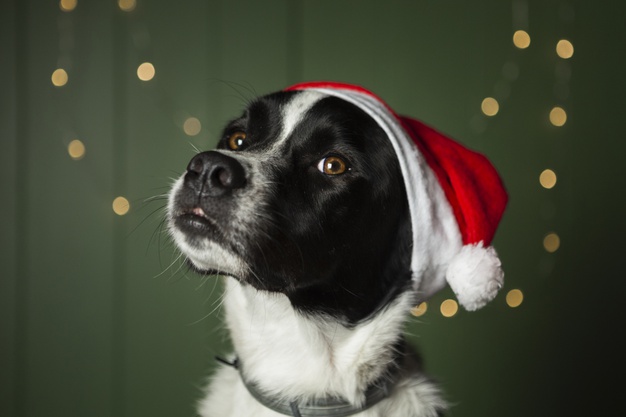 5 Easy Christmas Dog Treats Your🐶Pet Will Love
